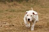 DOGUE ARGENTIN 161